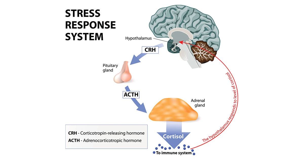 Stress Response System